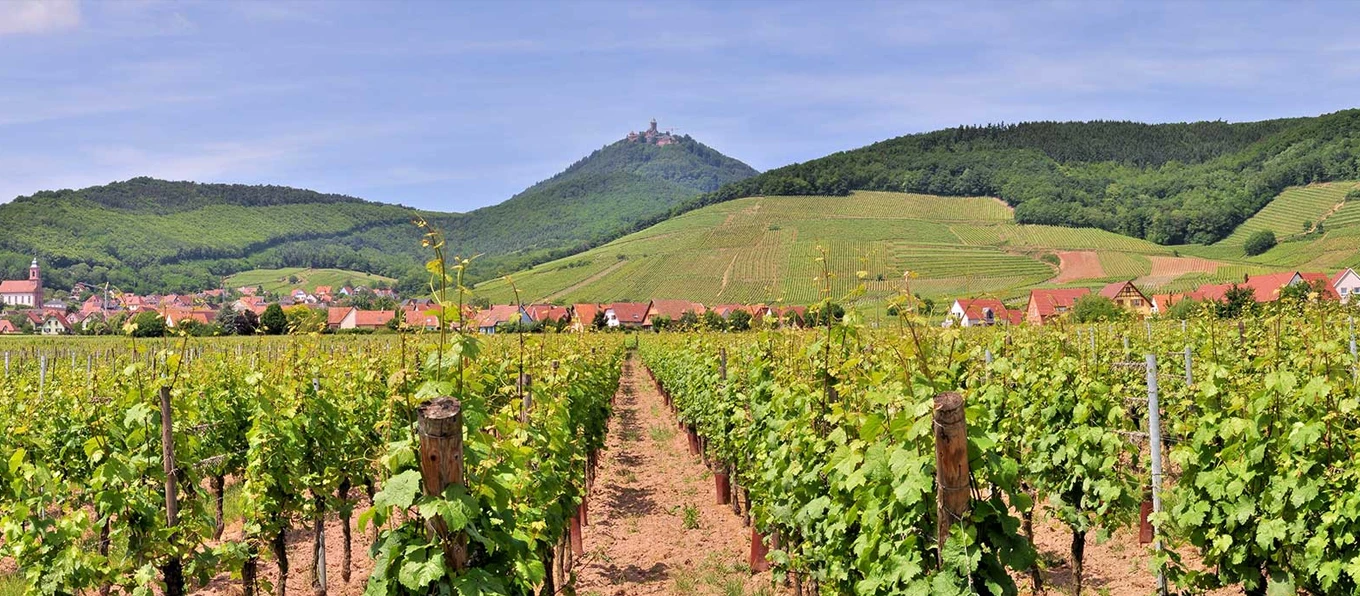 Panorama di vigneti e colline in Alsazia