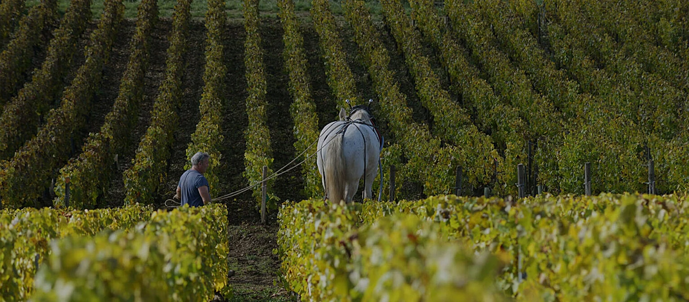 Uomo fa lavorazioni tradizionali in un vigneto con un cavallo | Topbeer