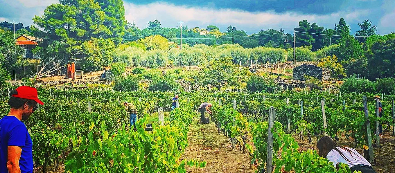 Manciaciumi: Vino Naturale dell’Etna per Spiriti Inquieti | Topbeer Vigna sul vulcano Etna con persone che svolgono lavorazioni tra i filari