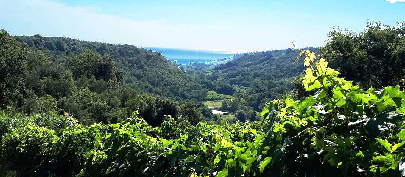 Vigneti della cantina Controvento, sulle colline abruzzesi in provincia di Chieti con il mare Adriatico sullo sfondo | Topbeer